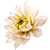 Chrysanthemum extract 84%